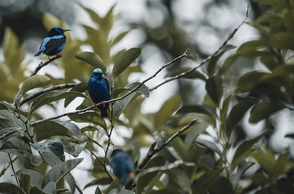 سيرو أزول La Semilla Ecolodge المظهر الخارجي الصورة